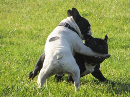 Ivanhoe De La Coeur De La Mer