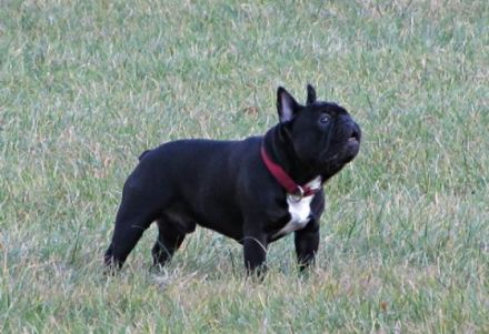 Ivanhoe De La Coeur De La Mer