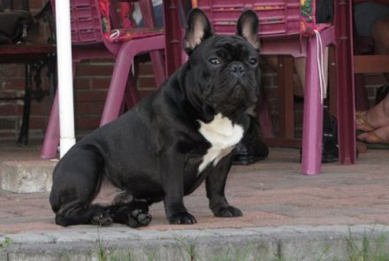 Ivanhoe De La Coeur De La Mer