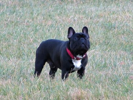 Ivanhoe De La Coeur De La Mer