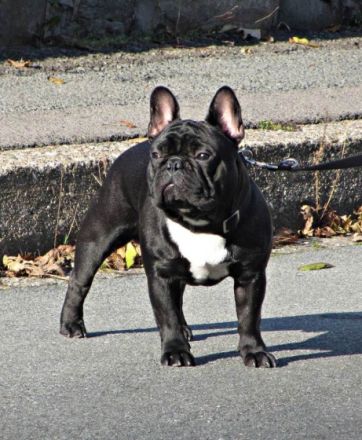 Ivanhoe De La Coeur De La Mer