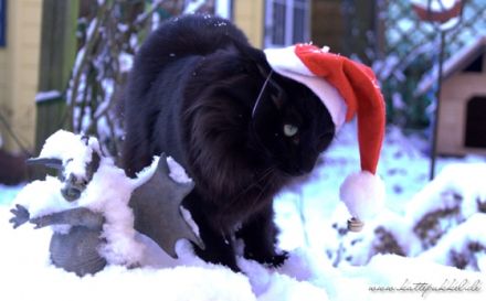 GIC (FiFé CH) Asbjoern pa Elgsporet