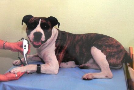 Physiotherapie für Hunde Suzanne Hiltpolt-Tschurtschenthaler-Ts