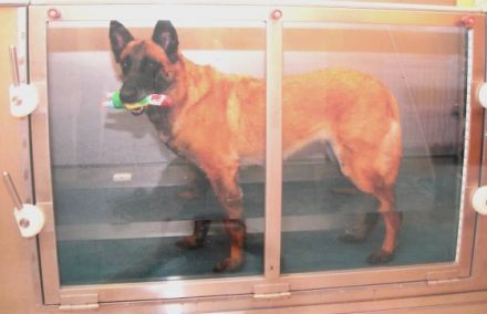 Physiotherapie für Hunde Suzanne Hiltpolt-Tschurtschenthaler-Ts