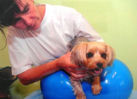 Physiotherapie für Hunde Suzanne Hiltpolt-Tschurtschenthaler-Ts