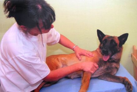 Physiotherapie für Hunde Suzanne Hiltpolt-Tschurtschenthaler-Ts