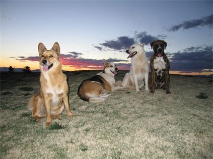 Hundeschule-Hundepension LEHER