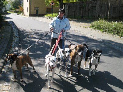 Hundeschule-Hundepension LEHER