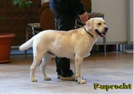 Ruprecht Libosovska blata