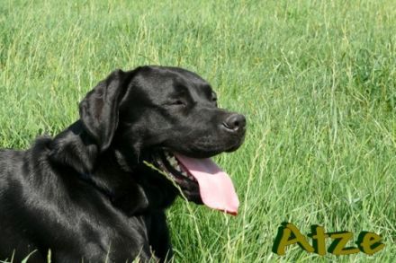 SM Hurly-Burly Black Atze