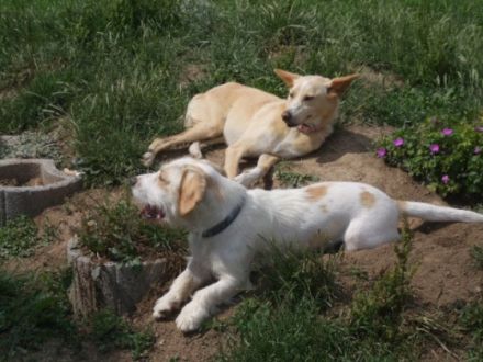 Hundeschule4Pfoten mit Hundepension