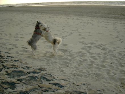 Hundephysiotherapie Greis