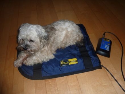 Hundephysiotherapie Greis