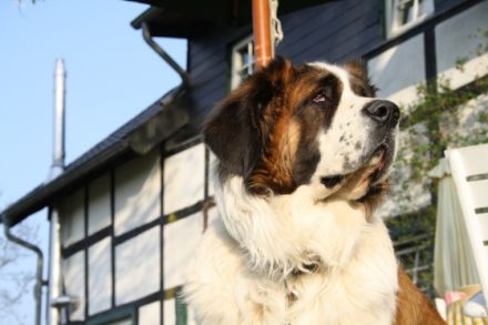 Tierheilzentrum Eifel, Naturheilkundezentrum für Tiere