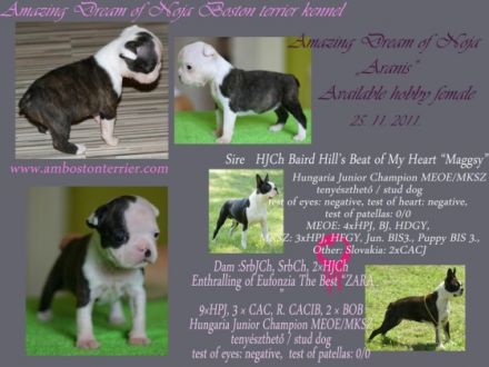 Amazing Dream of Noja