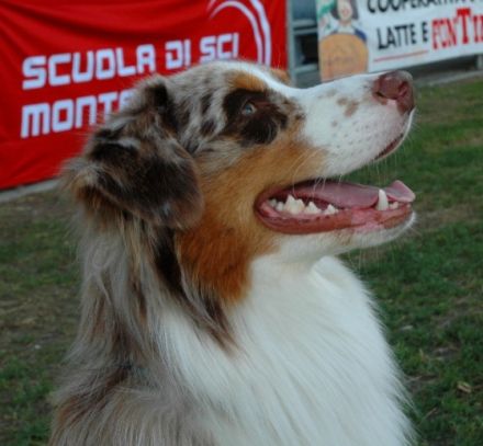 CJ The Number 1 Rockstar