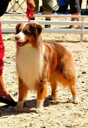 CJ The Number 1 Rockstar