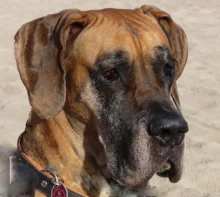 Hundeausbildung Irina Pfeifer