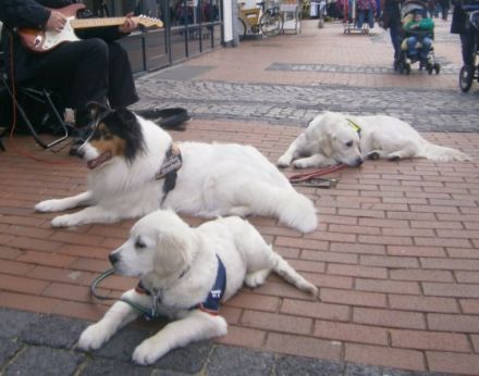 Akademie für Assistenzhunde-Kati Zimmermann