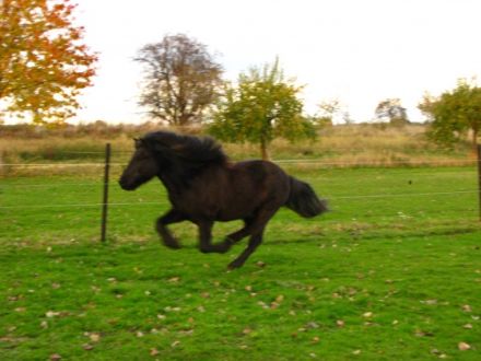 Physio Animale - mobile Tierphysiotherapie und Akupunktur