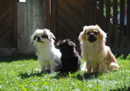 Ravnkilde`s Balto Dang-Po Cunu