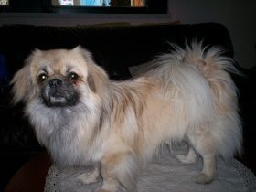 Ravnkilde`s Balto Dang-Po Cunu