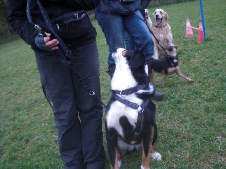 Hundeschule Oberberg in Lindlar