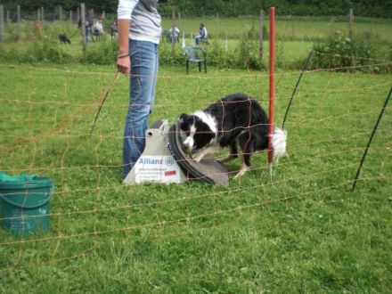 Hundeschule Oberberg in Lindlar