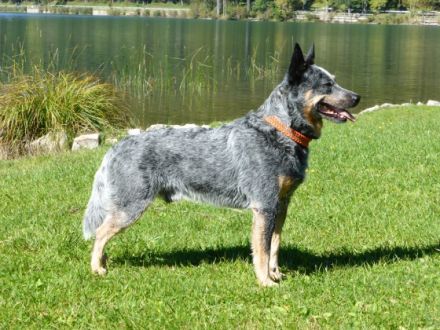 Ch. A DOG CALLED BLUE ARI FROM STICK VALLEY