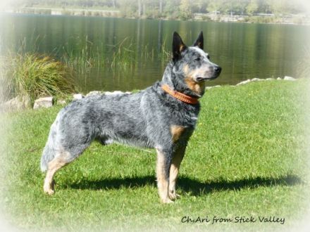 Ch. A DOG CALLED BLUE ARI FROM STICK VALLEY