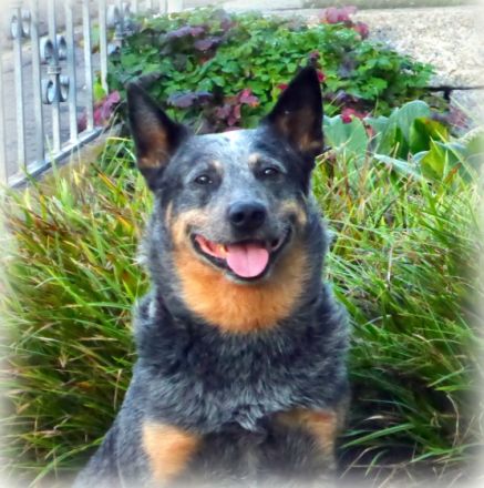 Ch. A DOG CALLED BLUE ARI FROM STICK VALLEY