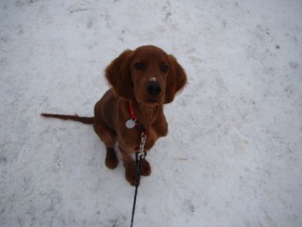 Astor vom Tannenzapfenland