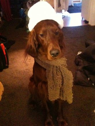 Astor vom Tannenzapfenland