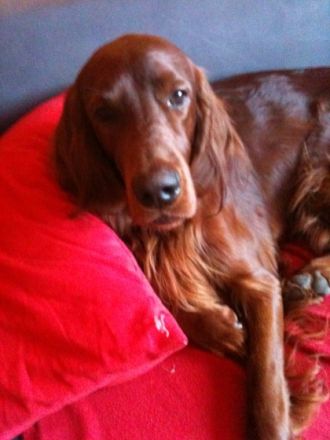 Astor vom Tannenzapfenland