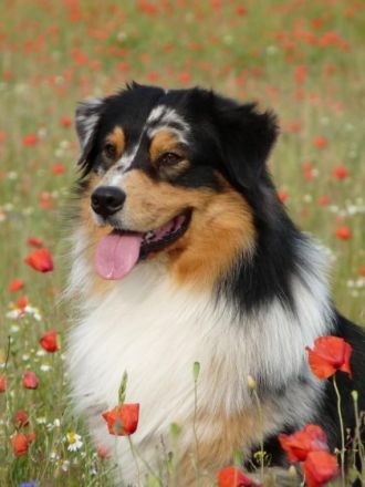 Hoeke's Guard of Honor DNA-CP