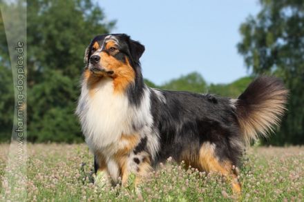 Hoeke's Guard of Honor DNA-CP