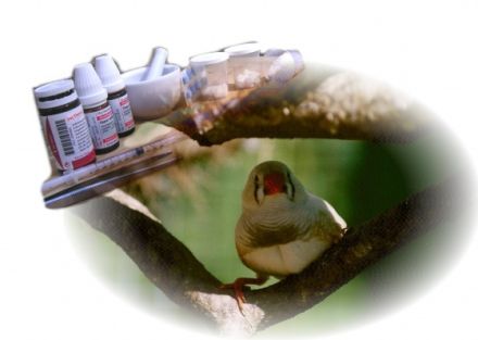 Alstertierheilpraxis