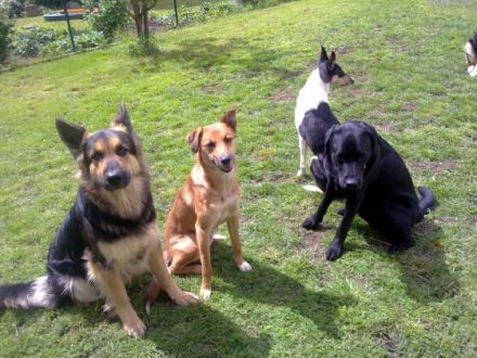 tiernaturheilkunde-pfote