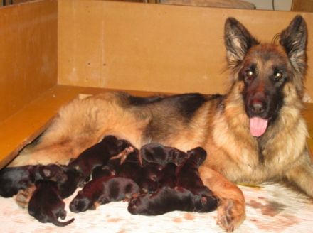 von den Altmühlauen