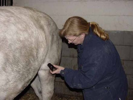 Tier Physio Center Wuppertal / NRW