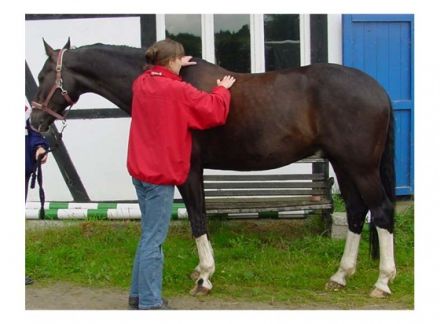 Tier Physio Center Wuppertal / NRW