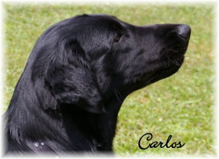 CALYPSO VOM REPETAL (CARLOS)