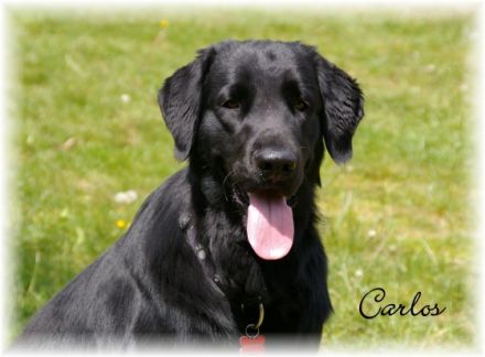 CALYPSO VOM REPETAL (CARLOS)