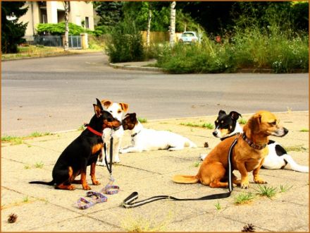 Hundepension Heiduk in Berlin