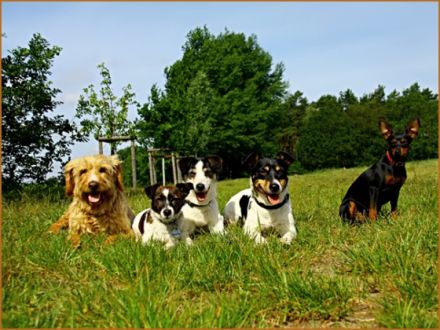 Hundepension Heiduk in Berlin