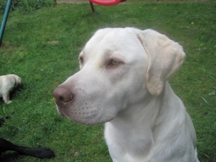 Charly vom Salzbachtal