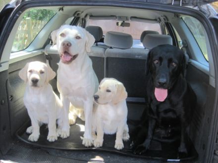 Charly vom Salzbachtal