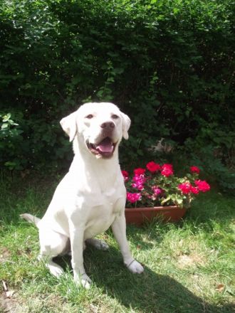 Charly vom Salzbachtal