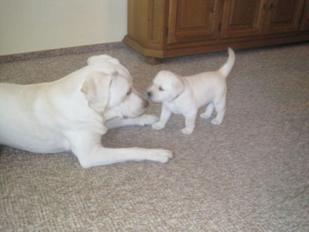 Charly vom Salzbachtal