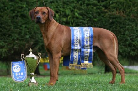 Habi Alex Asilia Löwenschwanz